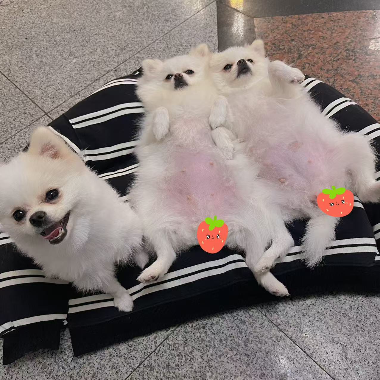 家养的小博美，干净卫生无疾病，聪明伶俐适合家养，价格可议